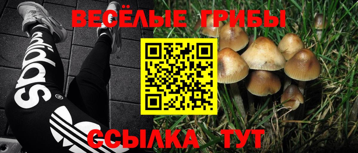 Туапсе  Галлюциногенные грибы Psilocybine cubensis  Вход с VPN 